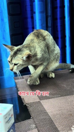 কানে যে কি হল #cat #cutecat #shorts #shortvideo