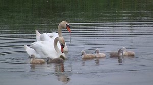Swan Family Pond Stock Footage Video (100% Royalty-free) 844966 | Shutterstock