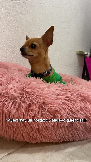 Cuando ahuevo quiere salir la bendición 🫣😂 #reelsviral #chihuahuafanatics #dog #perro #perritoslindos #rutina #dogs #chihuahuas #Kyra #reelsvideo | KYRA T