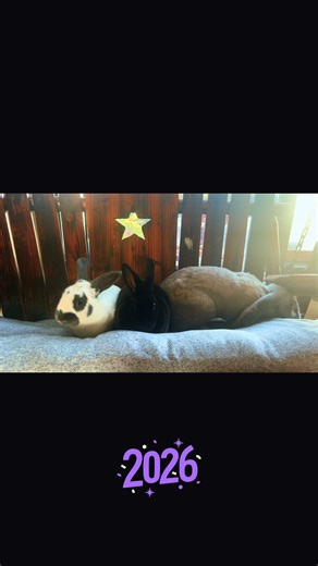 Exploring Rabbit Breeds Together