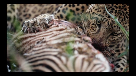 Leopard has Zebra Kill Stolen by Hyenas
