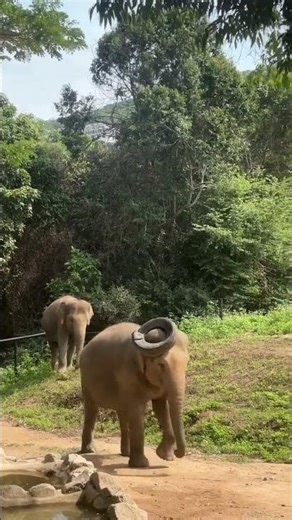 Animal Rocks a Hat! Cutest Thing You'll See All Day