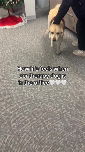 The best greeting🤍🤍 #therapydog #officedogs | Triangle Child Psychology