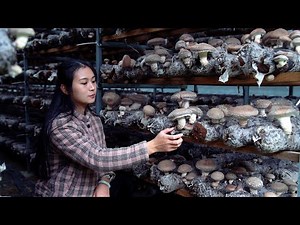 Make Shiitake Mushroom Sauce!