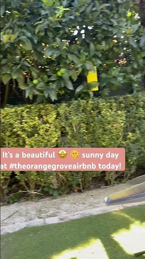 Peaceful Sunny Auckland Escape ☀️🍊 | Relaxing at The Orange Grove Airbnb | Birdsong & Calm Vibes #nz