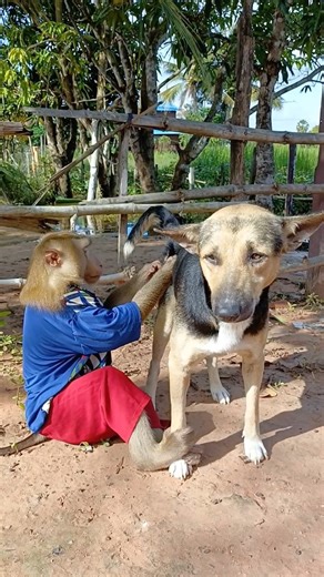 79K views · 1.8K reactions | Baby Monkey SokYaa Grooming Dog Best Friends Forever | Sokya Video | Facebook