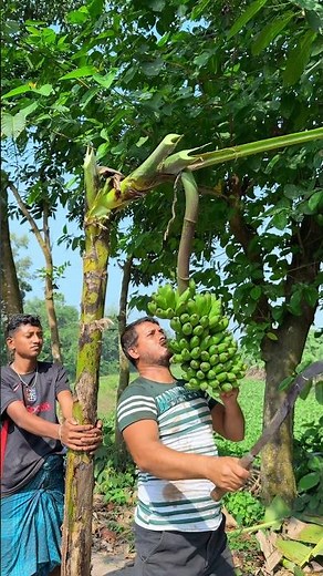 Slicing Bananas Like a Pro: The Essential Guide. 🔪📘🍌 #banana #fruitcutting #healthy
