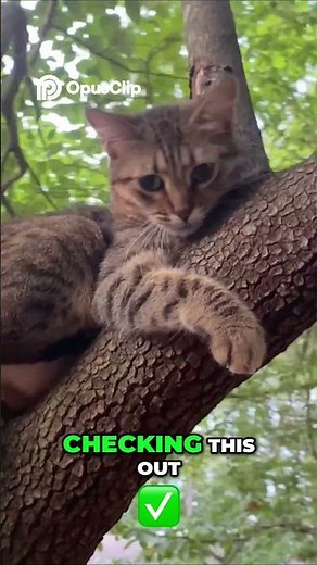 Tiger Lily Reunion Song 😽 A Journey of Hope (whole song vlog linked in front of vid)
