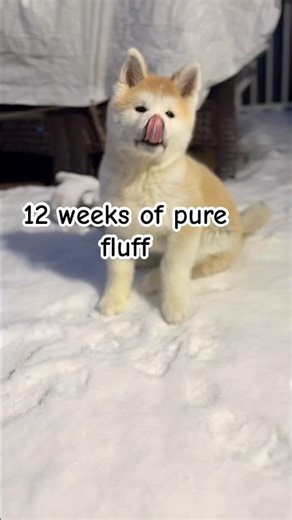 My Akita just turned 12 weeks old 🐾 #puppy #akita #cute #shorts #cuteanimal