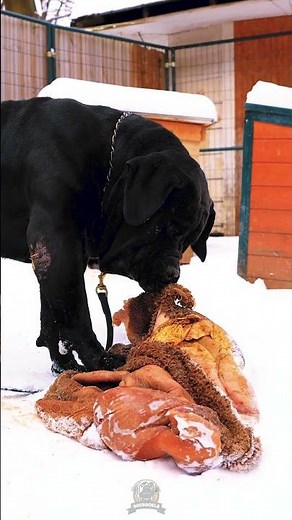 This Is Exactly How Boerboels Are Supposed To Eat #blackdogs #boerboels #protectiondogs