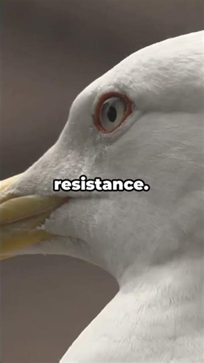 Seagulls Learn From Humans to Survive | Did you know? #animals #animalfacts