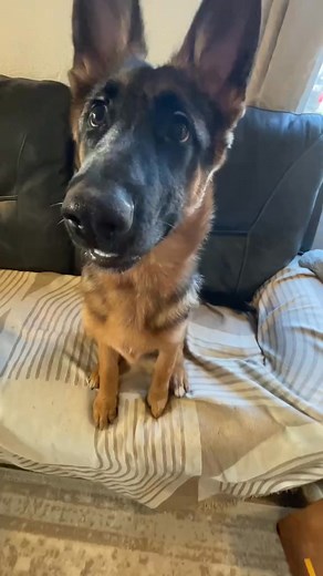 This is how brush my german shepherd puppy | Bear The German Shepherd