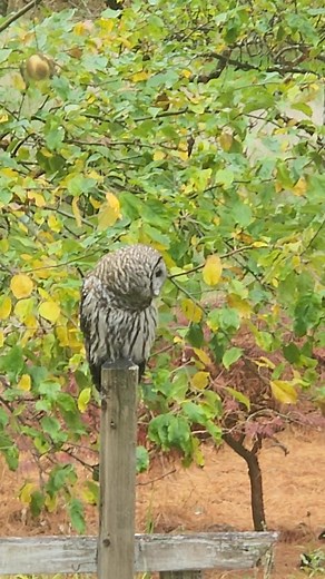 He cornered one of my hens last night and I had to rescue her. Don't know if he wanted to eat her or just mess with her. 🤔 | James Robertson