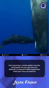 Paus adalah mamalia, yang berarti mereka menyusui. Cara mereka menyusui anaknya sedikit berbeda dari mamalia darat. Kelenjar susu pada mamalia laut ini terletak di bagian abdomen atau perut bagian bawah dekat celah kelaminnya. Posisi kelenjar susunya terbalik, sehingga bayi berenang di bawah tubuh induknya dan memberikan stimulus (rangsangan) yang membuat kelenjar susu si induk terlihat dan susunya keluar. Bayi paus hanya perlu mendekatkan mulutnya dan menahan kelenjar susu tersebut dengan lidah