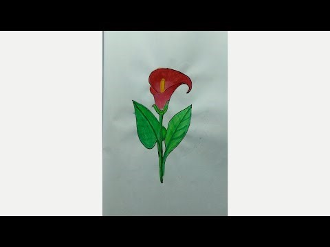 How to draw calla lily and colouring #callalily #drawing #draw @funsarts