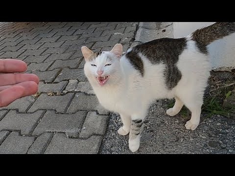 Cat asking for love with high pitched meow