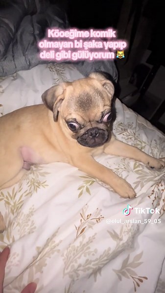 Köpeğime Komik Şaka Yapıp Deli Gibi Gülmek