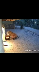 tiger attack man | Badhon digital.