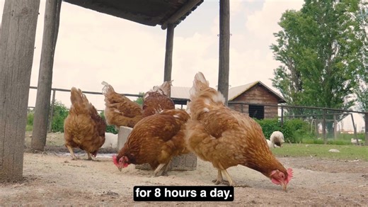 13 reactions |  Cage-Free ≠ Cruelty-Free Discover the truth behind the cage-free commitment. While it promises a better life for hens, the reality is far from the idyllic images you're shown. Learn more: www.animaljusticeproject.com/campaigns/cage-free-isnt-cruelty-free #CageFreeIsntCrueltyFree | Animal Justice Project | Facebook