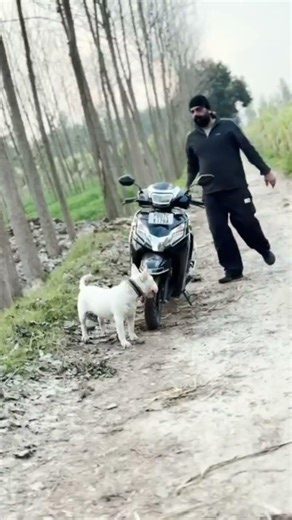 English bull terrier #bullterrier #pitbull #americanbully #puppy #petshub #pets #doggielife #fyp