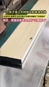 一隻蟲子誤入木材加工機床流水線，沒想到它竟靠靈活走位躲過多重機械最後"完美通關"，網友：簡直就是昆蟲界的"王牌特工"！#shorts