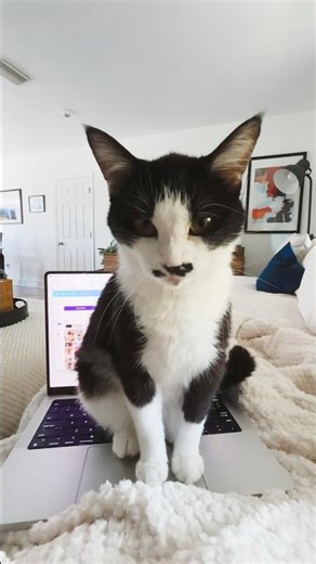 Cat vs Computer #sillycat #catlife #funnycats #catshorts #tuxedocat