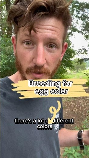 Magic of Chicken Egg Colors: Breeding Guide