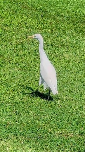 Little Egret Dancing Like Nobody’s Watching😎🕺🐦 November 19, 2025