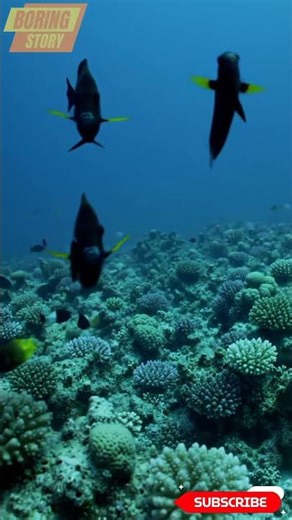 Black angelfish in Night #angelfish #shots #fishs #cuteanimals #oceananimals