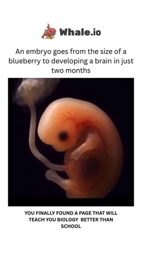 BIOLOGY | MEDICAL | HEALTH on Instagram: "This video offers a captivating look at the major stages of human embryonic development—from fertilization to initial organ formation. It begins with a single-celled zygote and follows its journey through rapid cell divisions, implantation in the uterine wall, and the formation of the blastocyst. As development progresses, the animation highlights biological milestones such as gastrulation, germ layer formation, cell differentiation, and the emergence of