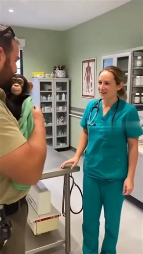 Health checking for baby chimpanzee ❤️ #orangutans #gorilla #wildlife #animals #chimpanzee #fblifestyle | Tagob Reel