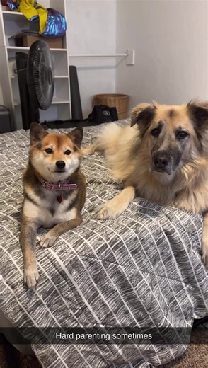 Funny Dog Meeting: When Your Pet Speaks for You