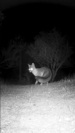 Gray Fox🦊Target Acquired #grayfox