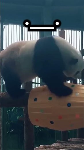 Wait for the sliding pandas! 🛝🐼 Panda Compilation Core