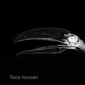 1.9K reactions · 618 shares | Routine health exams at our veterinary center result in some spookily spectacular X-rays: | Oregon Zoo | Facebook