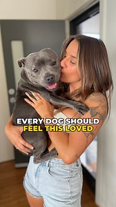 Every dog should feel this loved 🥺 . . . . . . . . . . #dog #staffy #doglover #staffylife #love #bestbreed #soulmate #souldog | Happy Staffy Co.