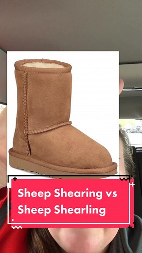 Sheep Shearing vs Sheep Shearling