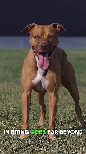 How strong is a pit bull's bite really?