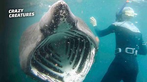 I Survived a Shark Attack – Here’s What Happened