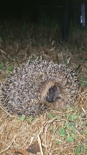 herisson qui dort trop mignon😍🤩 #hérisson #faune #animaux #animals #animal