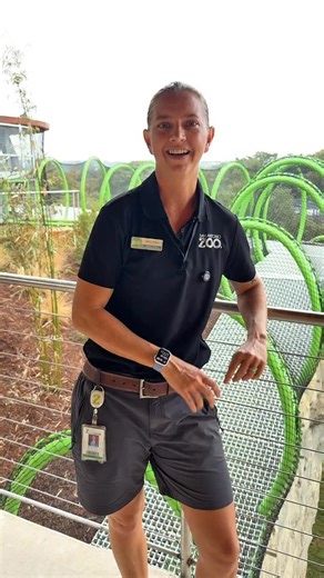 Gorilla Grams: Episode 7 🦍 We’re taking a closer look at bachelor groups, all-male gorilla groups that form both in the wild and in zoos. Young males leave their family groups and join other males, creating tight-knit brotherhoods where they can socialize, learn, and grow into confident silverbacks. Here at San Antonio Zoo, we’re home to our own bachelor trio: Juba, B’wenzi, and Shana, who have lived together for 9 years. Because they are not part of a breeding program, staying together allows