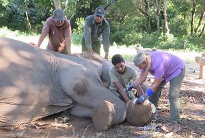 Elephant Foot Care - Elephant Aid International