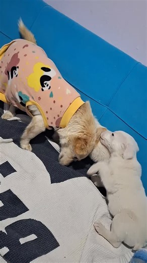 @kopekyuvalandirma on Instagram: "🚨YUVA ARIYORUM🚨 iletisim @ozlemshnbss #küçükırk #kokoni ONLARI ANNELERIYLE BİRLIKTE MANİSADAN SOKAKTAN KURTARDIM 🙏 1.5 /2 AYLİKLAR AMA KURU MAMA YİYORLAR ANNELERI KÜÇUK İRK COCONİ 5 KILO 🫠 BEBEK OLDKLARİ IÇIN BEBEK BAKMA SORUMLULUĞUNDA OLANLAR ÇİŞ KAKA KEMIRME VS DURUMLARINDA TECRÜBELI AİLELERINI ARIYORUM . GÖNDERIM VARMI TUVALET EĞITIMI VARMI BEN SAHIPLENMEK ISTIYORUM GIBI MESAJLAR ATMAYIN GERİ DÖNMUYORUM KENDINIZI TANITAN DETAYLI MESAJ ATARSANIZ YARDIMCI O