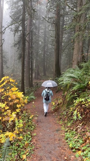 A peaceful walk in the forest in the rain #short #shorts #youtubeshortsviral #shortsyoutube