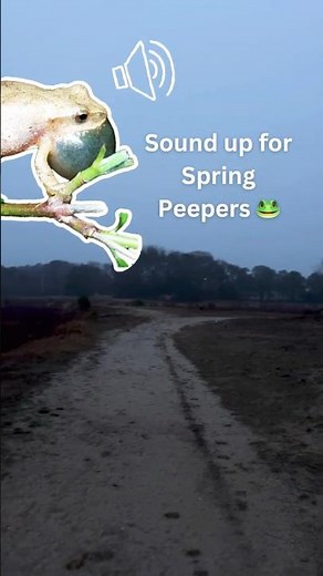 ❤️ Spring Peeper frog sounds at the cranberry bog 🐸 #naturesounds #frogs #spring