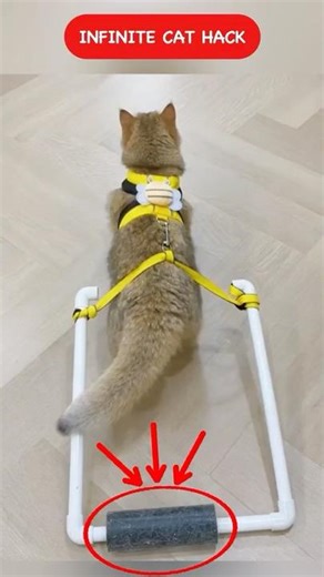 Infinite Cat Hack #shorts