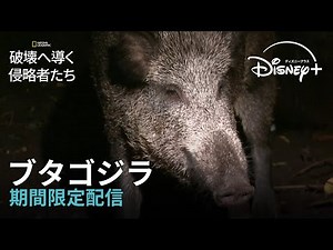 【期間限定フル公開】ナショナル ジオグラフィック 『破壊へ導く侵略者たち』「ブタゴジラ」｜Disney+ (ディズニープラス）
