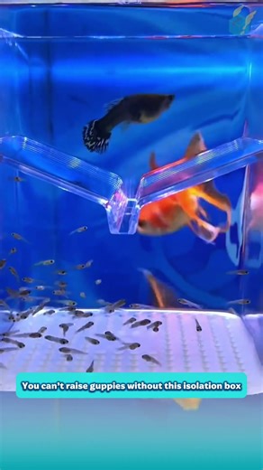 You can’t raise guppies without this isolation box