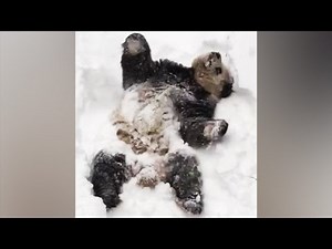 Giant panda's heartwarming snow day