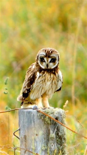 Pueo: Hawaii’s Daytime Owl of Legend 🦉 #Pueo #HawaiianWildlifeThe Hawaiian Short-Eared Owl, known locally as the Pueo, is a unique subspecies of the short-eared owl found on the Hawaiian Islands. Unlike many owls, Pueos are diurnal, actively hunting during the day. They have striking yellow eyes, mottled brown feathers, and a distinctive facial disk. These owls inhabit open grasslands and forest edges, preying on rodents, insects, and small birds. The Pueo holds cultural significance in Hawaiia